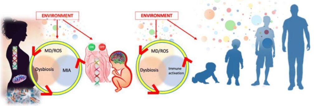 Researchers explore non-genetic ASD factors.